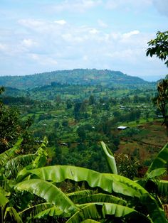 a lush green forest filled with lots of trees and hills in the distance on a sunny day