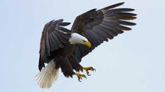 an eagle is flying in the sky with its wings spread out and it's talon extended