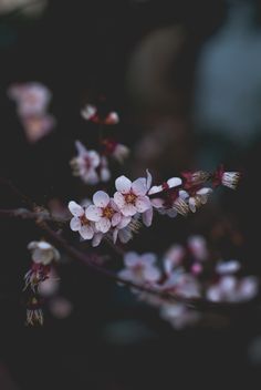 pink flowers are blooming on a tree branch in the dark, blurry background