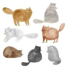 an image of cats that are in the same color and size as each other on a white background