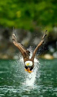 an eagle landing on the water with it's wings spread out and its head in the air