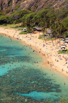 many people are on the beach and in the water near the shore, with palm trees