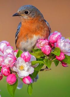 a bird sitting on top of a branch with pink flowers