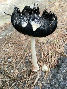 a black and white flower sitting on top of a dirt ground next to pine needles