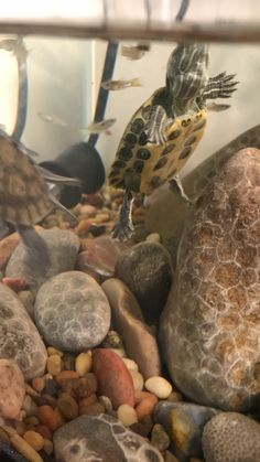 two turtles swimming in an aquarium surrounded by rocks and gravel, while another turtle looks on