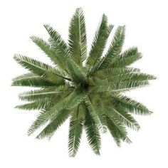 an overhead view of a palm tree on a white background with clipping area for text