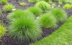 some very pretty green plants in the grass