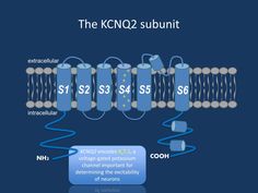 KCNQ2 - this is what you need to know in 2015 Health