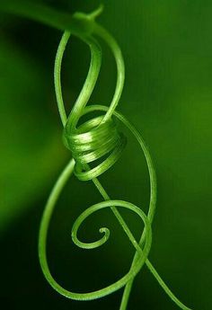 Green Vines Photography, Vine Photography, Music Key, Foto Macro, Green Photography, Nature Music, Spring Equinox, Treble Clef, Simple Green