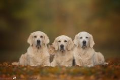 three dogs and a cat are sitting in the grass with leaves on it's ground