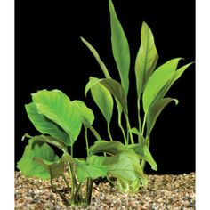 a green plant growing out of the ground next to some rocks and gravel on a black background