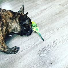 a dog laying on the floor with a toy in it's mouth that looks like a bird