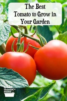 Choose the Best Tomato for Your Garden Upside Down Tomato Planter, Tomato Gardening, Best Tasting Tomatoes, Tomatoes Growing, Growing Tomatoes Indoors, Greenhouse Diy, Tomato Planter, Tips For Growing Tomatoes, Growing Tomato Plants