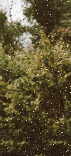 rain drops on the window and trees in the background