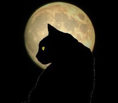 a black cat sitting in front of a full moon with its head turned to the side