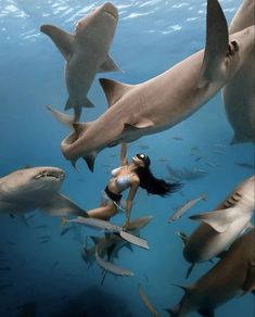 a woman is surrounded by sharks in the water