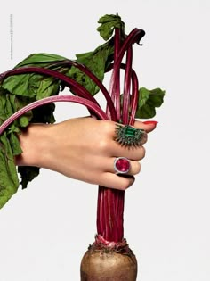 a woman's hand holding a bunch of radishes