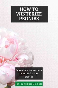 a pink flower with the title how to winterize peonies learn how to prepare peonies for the winter