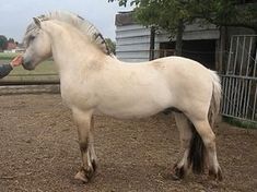 a woman petting a white horse in an enclosed area