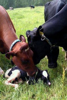 several cows are standing and laying in the grass with their heads touching each other's noses