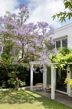 a tree with purple flowers in front of a white building and some chairs on the lawn