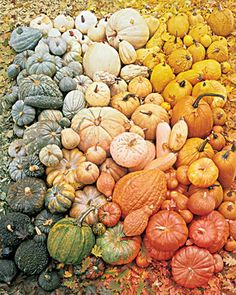 many different types of pumpkins on the ground