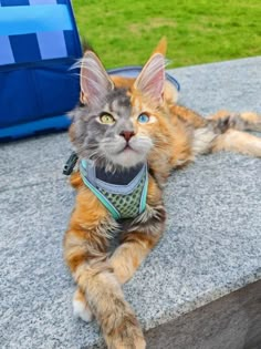 a cat laying on top of a cement bench next to a blue bag and green grass