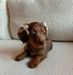 Winnie Dogs, Daschund Puppies, Cute Dogs Images, Cute Animals Puppies, Very Cute Dogs, Cute Dog Pictures, Cute Little Puppies, Weenie Dogs, Dachshund Puppies