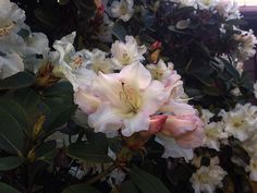 white and pink flowers are blooming in the sun