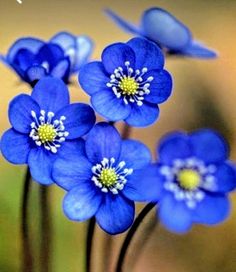 some blue flowers are in the grass and there is a quote on it that says, i love you so much