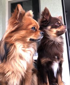 two small dogs sitting next to each other on the back of a car window sill