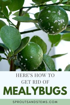 green leaves with white spots on them and the words here's how to get rid of meal bugs