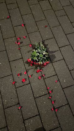 a bunch of red flowers laying on the ground next to a planter with leaves