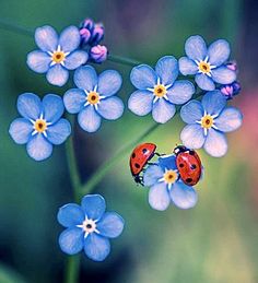 two ladybugs sitting on top of blue flowers