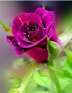 a purple rose with water droplets on it