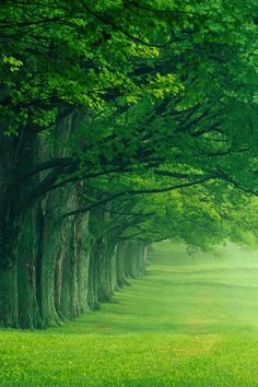 a row of trees in the middle of a green field with grass on both sides