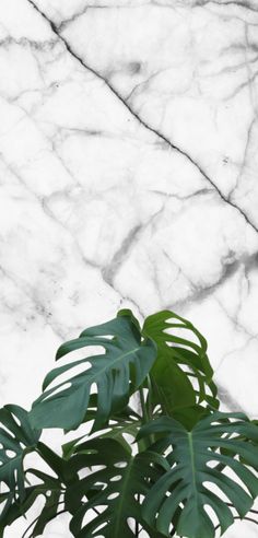 a plant with large green leaves in front of a white marble wall textured background