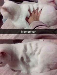 two pictures of a white cat laying on someone's lap with the caption memory fur