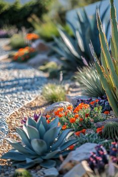 an assortment of succulents and other plants in a rock garden area with gravel