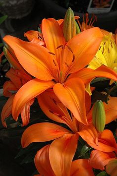 orange and yellow lilies in a vase on a table with other flowers behind it