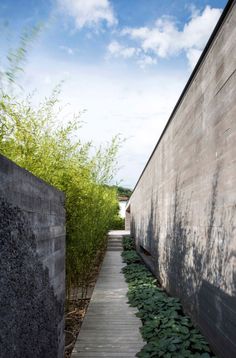 the walkway is lined with green plants next to a concrete wall and wooden planks