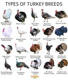 different types of turkey breeds and their names