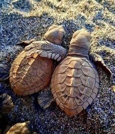 two baby sea turtles are laying on the sand