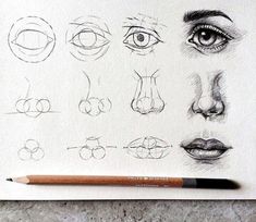 a pencil drawing of different types of eyes