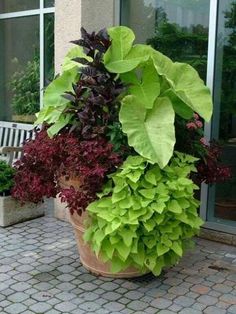 a large potted plant sitting on top of a brick patio next to a building