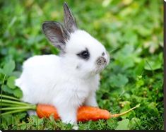 a small white rabbit eating carrots in the grass