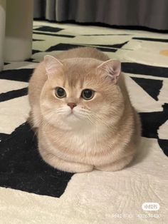 an orange cat sitting on top of a black and white floor