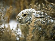 a snow covered rabbit sitting in the middle of some tall grass and bushes with it's eyes open