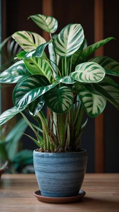 a potted plant sitting on top of a wooden table