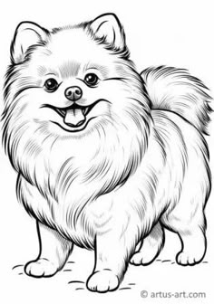 a drawing of a pomeranian dog